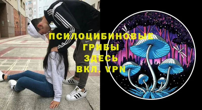 Псилоцибиновые грибы Psilocybe  где можно купить наркотик  Миньяр 